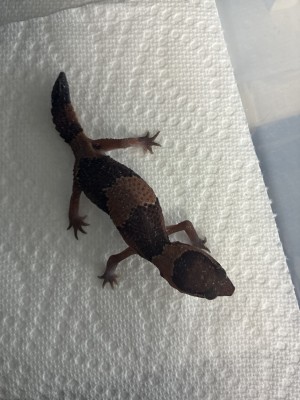 animal image