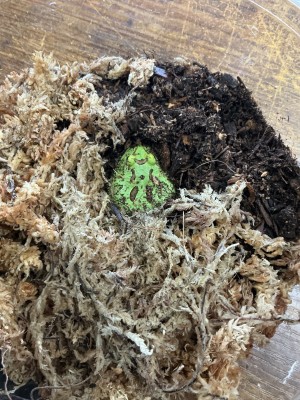 animal image
