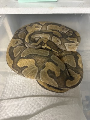 animal image