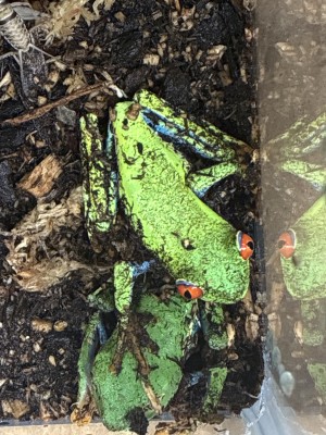 animal image