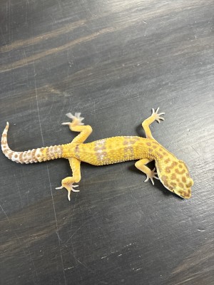 animal image