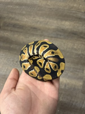 animal image