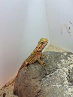 animal image