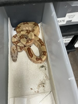 animal image