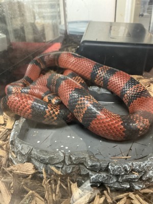 animal image