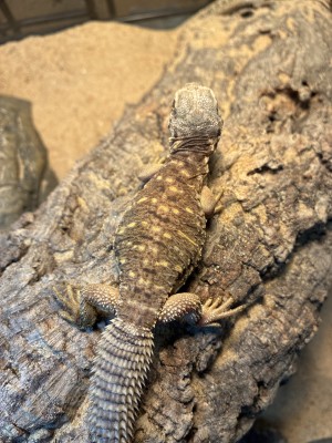 animal image