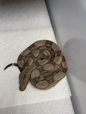 animal image