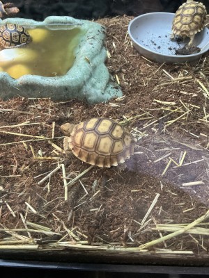 animal image