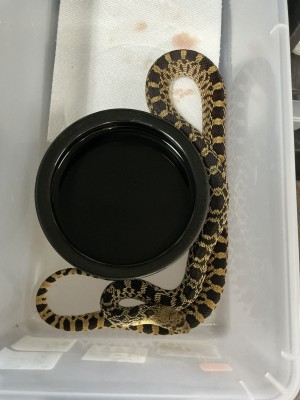 animal image