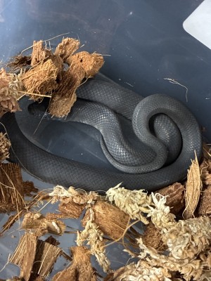 animal image