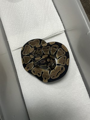 animal image