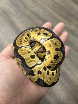 animal image