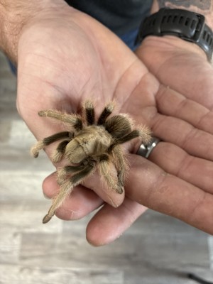 animal image