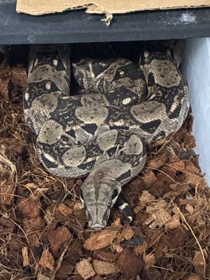 animal image