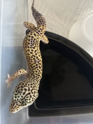 animal image