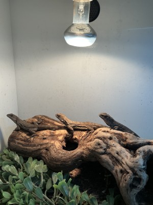 animal image