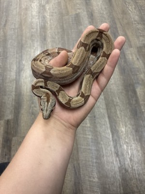 animal image