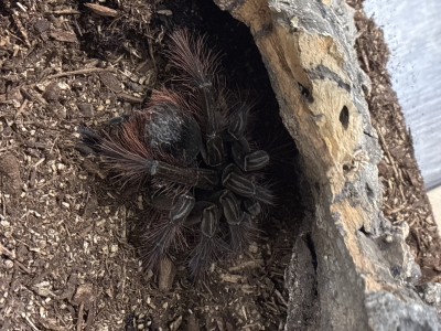 animal image