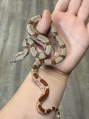 animal image