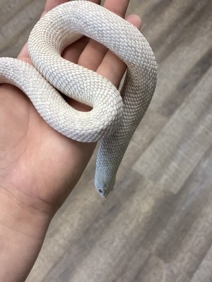 animal image