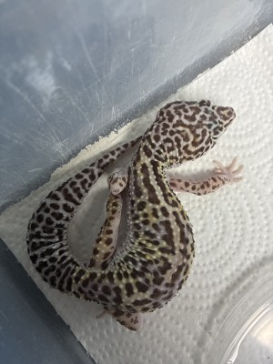 animal image