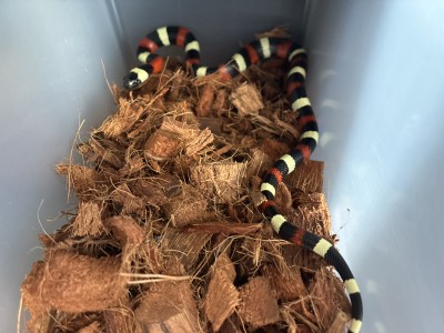 animal image