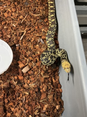 animal image