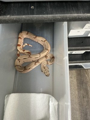 animal image