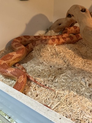 animal image