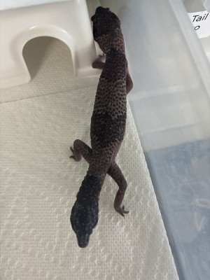 animal image