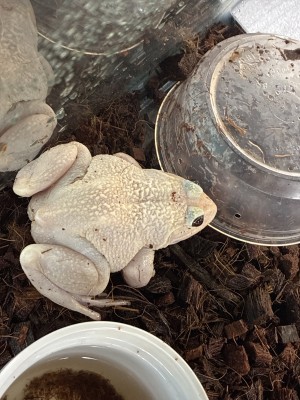 animal image