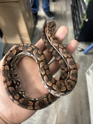 animal image