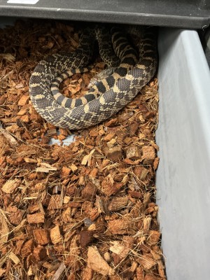 animal image