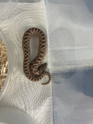 animal image
