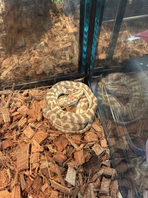 animal image