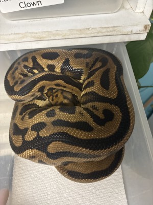 animal image
