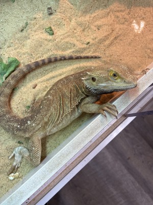 animal image