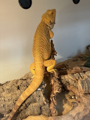 animal image
