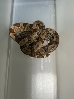 animal image