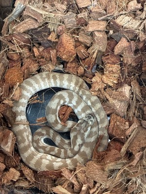 animal image
