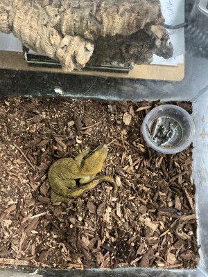 animal image