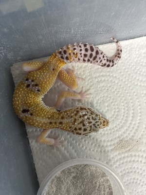 animal image