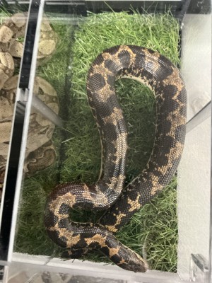 animal image