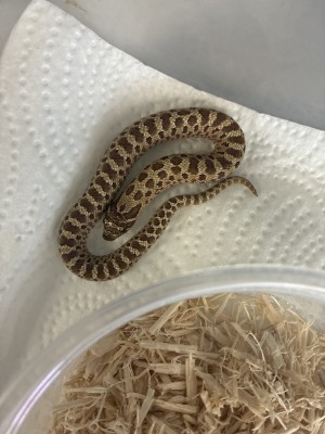 animal image