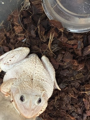 animal image