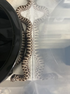 animal image