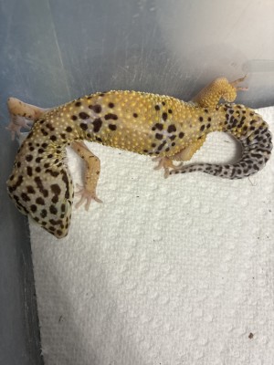 animal image