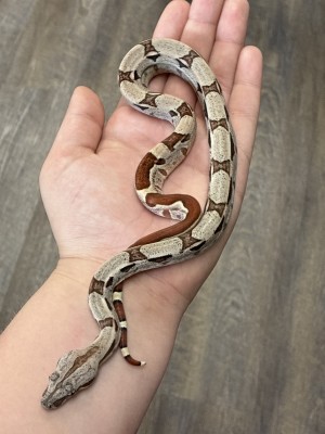 animal image