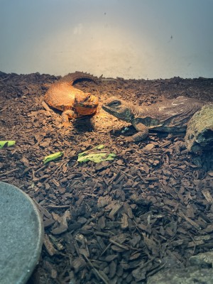 animal image