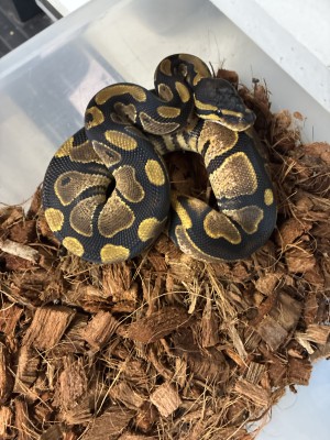 animal image